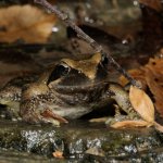 Rana italica (Arc. Aree protette Appennino piemontese)